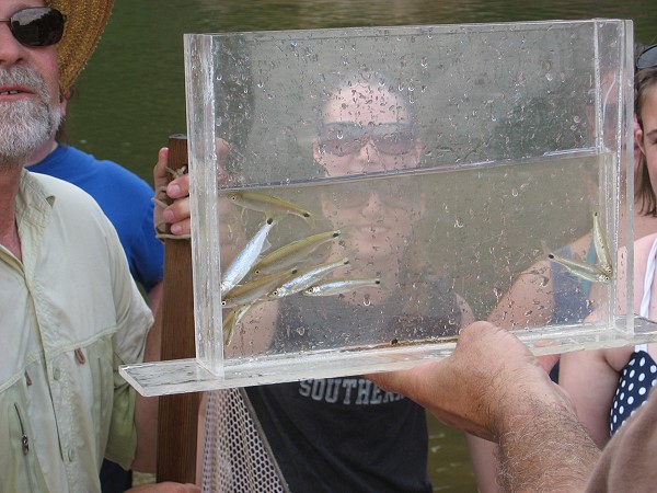 Cahaba Spot Tail Minnows