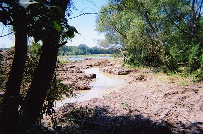 Essex swamp