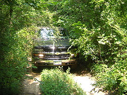 Tree limbs and bushes scratch cars