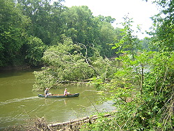 Big trees have fallen in the river close to the take-out