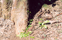 leaf cutter ants at La Selva