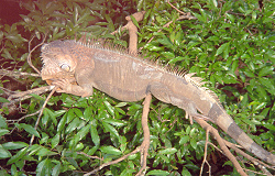 Iguana