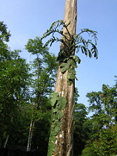 Polymorphic plant form at La Selva