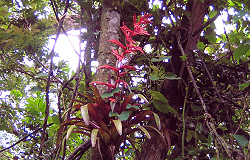 Bromilid in flower