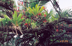 Bromilids and orchids