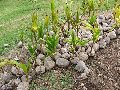 Germinating coconuts