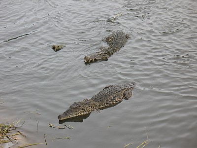 Cuban Crocodiles...Zapata Park