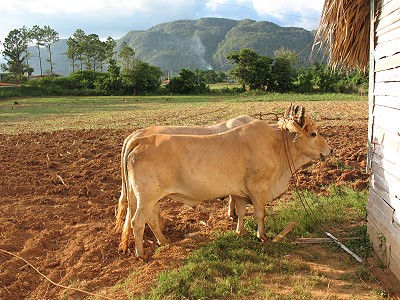 Vanalies Valley oxen
