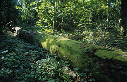 Decaying log in woods above Hatchery Office