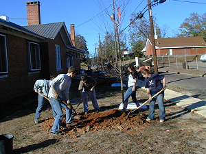Judson College Earth Team planting a Trident Maple tree