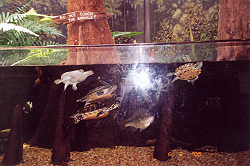 Estuarium at the Dauphin Island Sea Lab