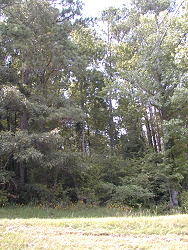 Woods beside Hatchery Office