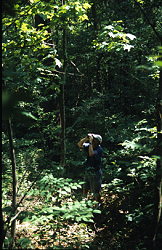 Thomas Wilson birding in woods above Hatchery Office