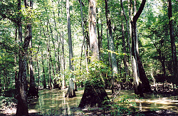Tupeol bottom of Perry Lakes Park
