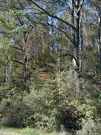 woods by hatchery office