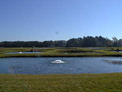 View of Hatchery ponds and the eagle nesting tree from office.