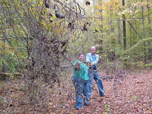 Dr. Wilson and Sylvia Pitts removing vines from trail