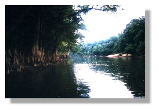 Cypress trees on the Escatawpa River