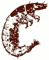 Hydropsyche..."water spirit" caddisfly, symbol of AWW