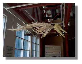 Bottle-nosed dolphin skeleton in Estuarium
