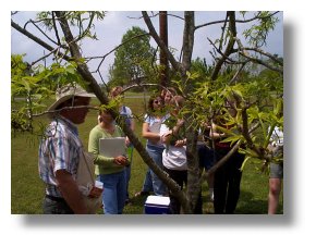 Amling selects the pecan limbs to graph