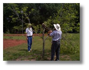 Mr. Amling trims limb to be grafted as Dr. Wilson assists