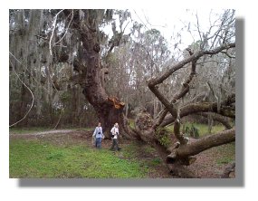 Giant live oak at Marine Resources Division building, Department of Fisheries station