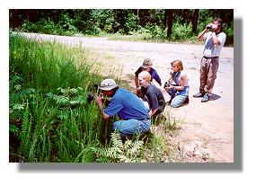 The butterfly count group spots another interesting butterfly