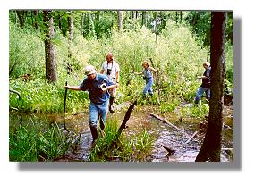 Jeff Glassberg leads the count participants through a marsh in search of the Mitchell's Satyr