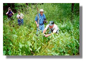 Forester Jim Mawk photographs a confirmed Mitchell's Satyr as Walt Kastenmayer and Lori Wilson observe the butterfly