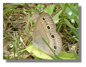 Little Wood Satyr photo from NABA