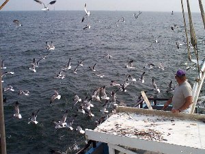 Laughing Gulls follow the Verrill