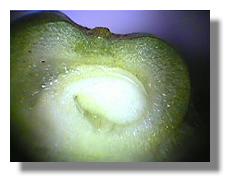 Early embryo of golden club