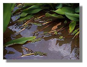 Fruit of goldend club floating in swamp