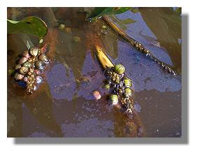 The ripening seeds cause the peduncle to bend and the seeds develop in the water