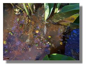Abcised seeds floating freely in the water