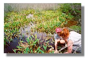 Mahala Godwin and Laynette Carson study golden club plants