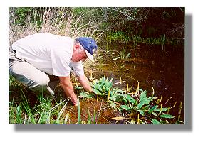 Dr. Wilson collects a golden club specimen for lab