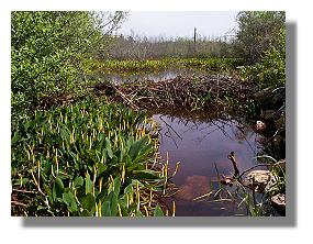 beaver dam in golden club marsh