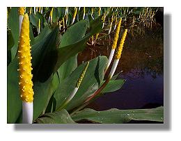 Spadix of golden club
