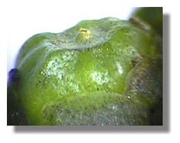 Ovary of golden club