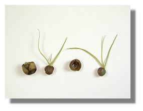 seed development in golden club