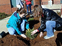 Pam and Cristina plant sweet broom