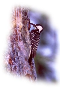 red-cockaded woodpecker