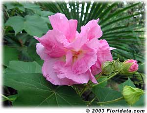 Confederate rose from Floridata.com