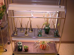 Confederate Rose plants grown in the dark