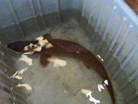 Alabama sturgeon at the Marion Fish Hatchery