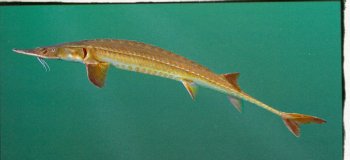 photo from Geological Survey of Alabama
