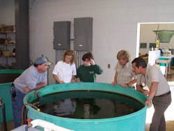 Holding tank containing Alabama sturgeon