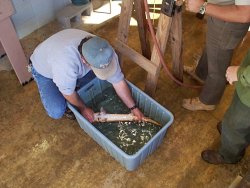 Nick Nichols removes Alabama sturgeon from tank